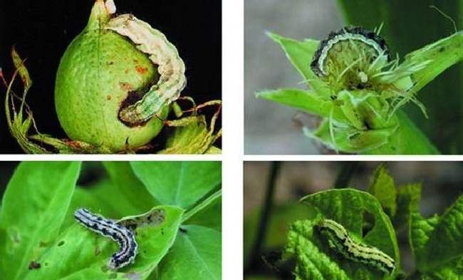 棉铃虫为害哪些果树？ | 植物问答