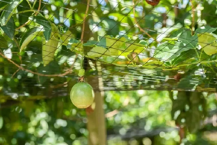 家里怎么养百香果，叶子晒蔫了怎么办 | 植物问答