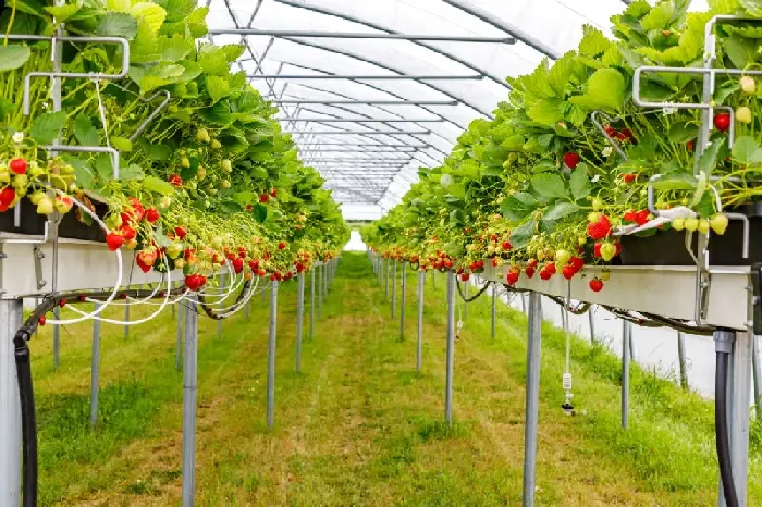 草莓地膜用什么颜色好？ | 植物问答