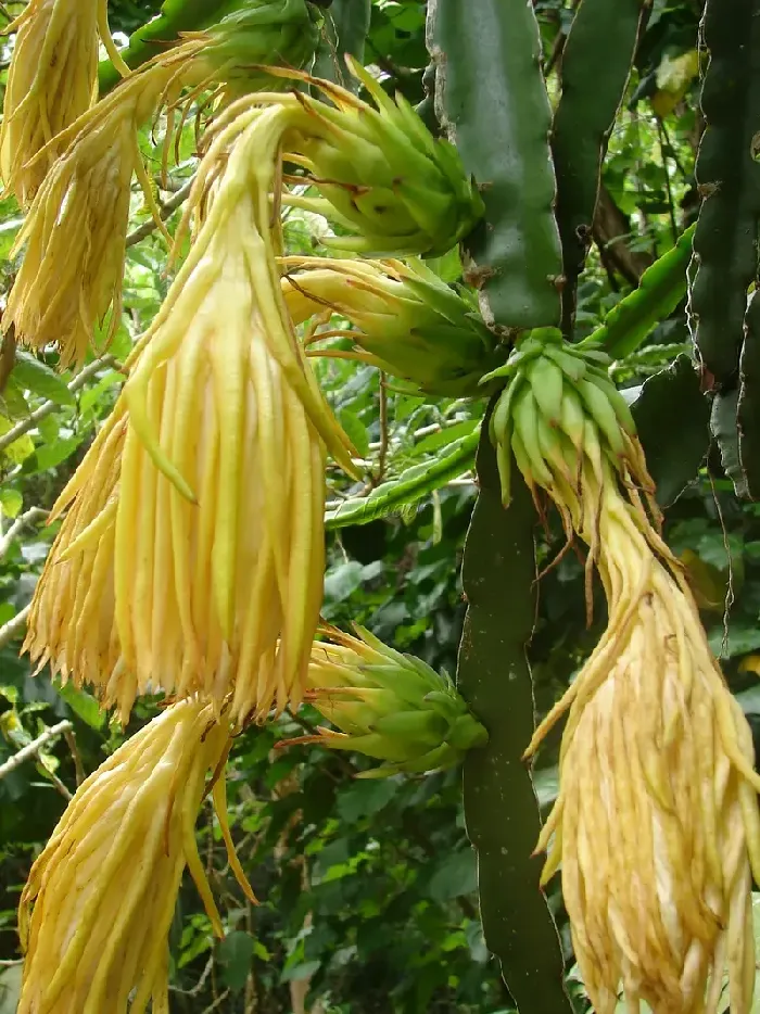 火龙果的花有几种颜色？ | 植物问答