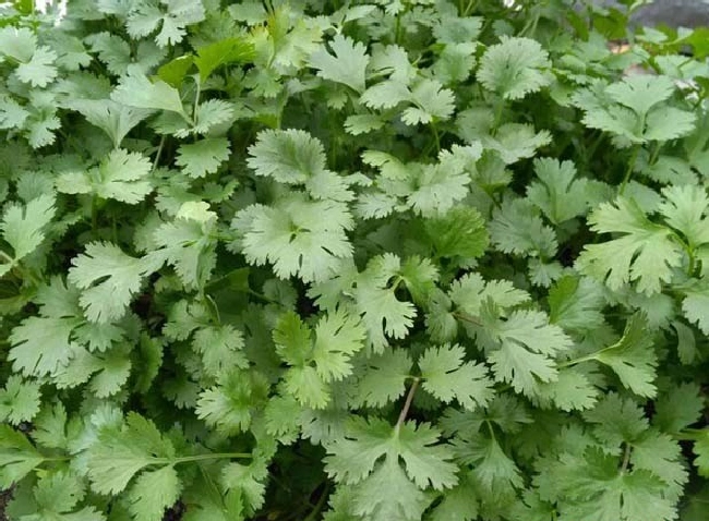 如何看待反季节蔬菜？ | 植物问答