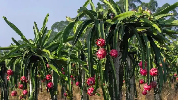 火龙果施什么肥长得快 | 植物问答