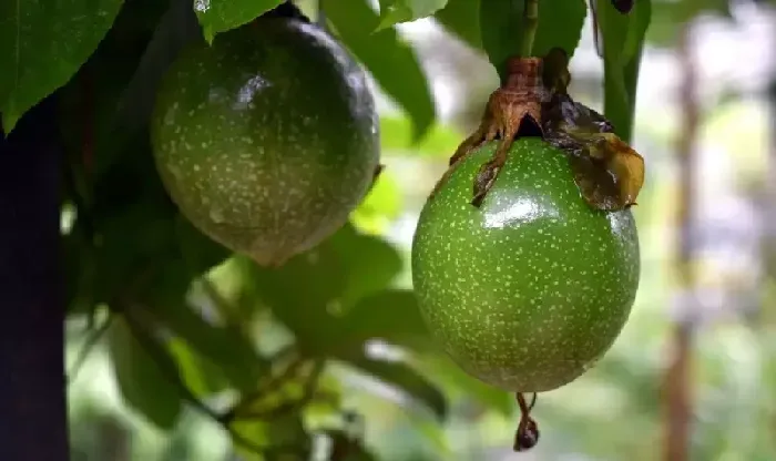 百香果提早挂果的技巧分享 | 植物问答