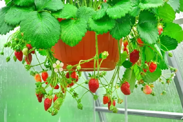 大棚种植草莓注意事项 | 植物问答