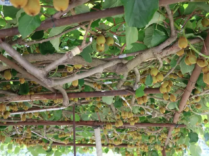 猕猴桃早开花多挂果，冬春季管护有窍门 | 植物问答