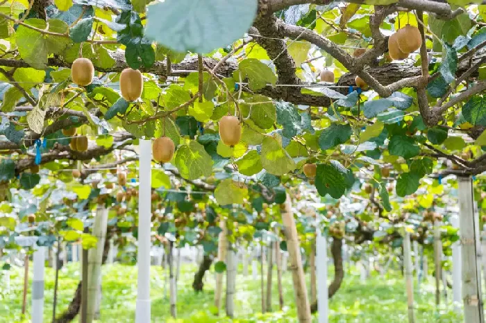 猕猴桃果园夏季修剪五大误区 | 植物问答