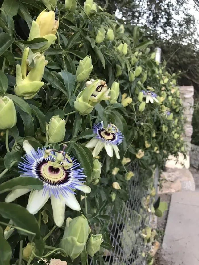 百香果种植要怎么繁殖？百香果的繁殖技术 | 植物问答