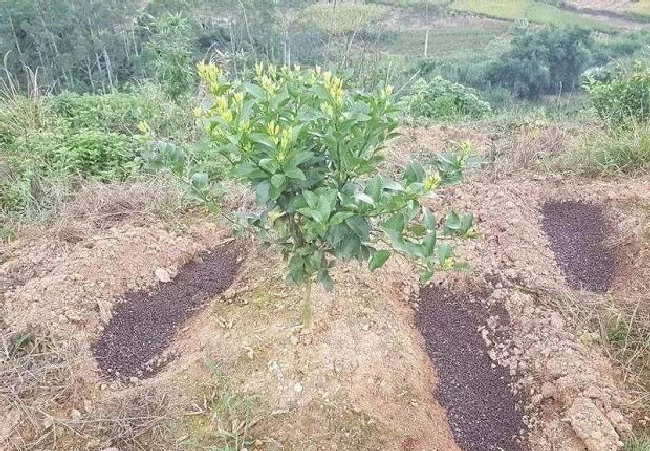 什么是果树安全施肥？ | 植物问答