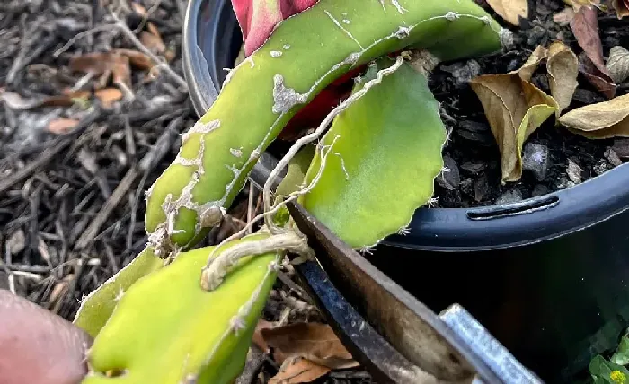 火龙果的繁殖方法 | 植物问答