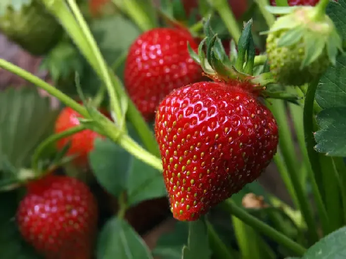 请问草莓什么时候采摘最好？ | 植物问答