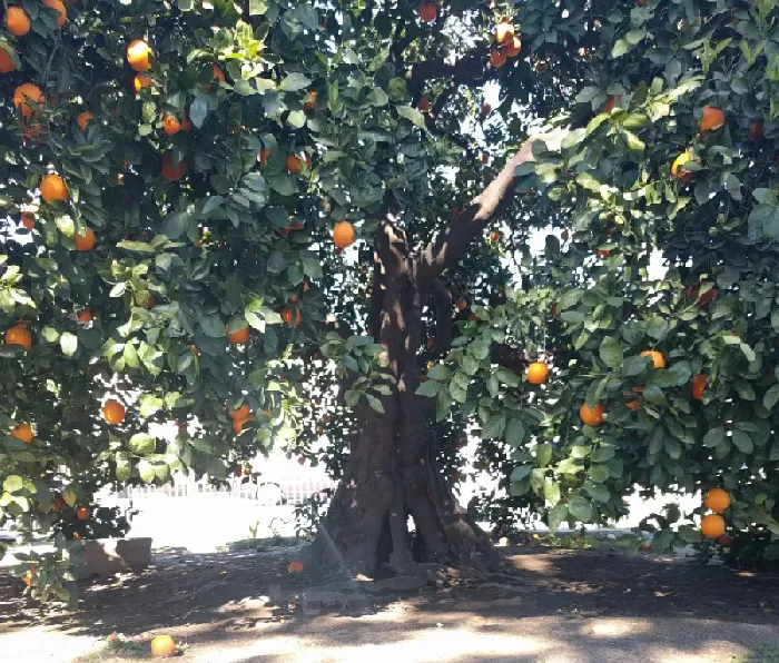 脐橙怎么种？脐橙种植方法 | 植物问答