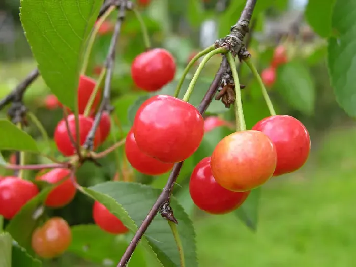 樱桃疮痂病病菌侵入果实时间一般在什么时期？ | 植物问答