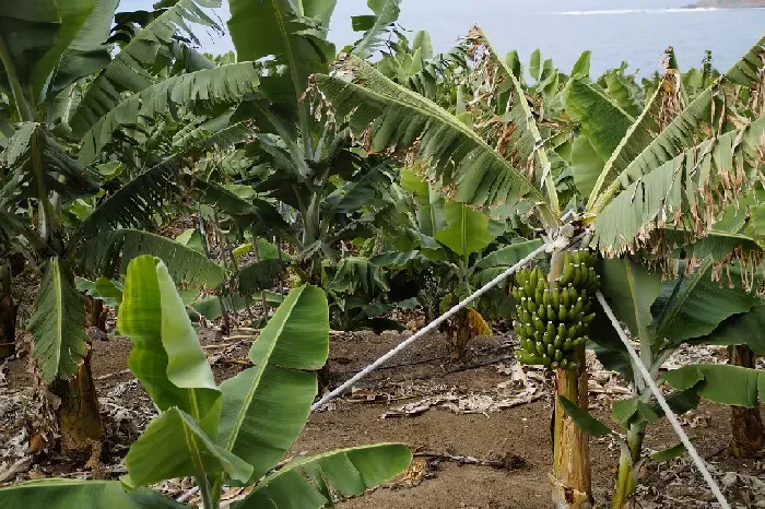 请问香蕉树北方可不可以种植？ | 植物问答