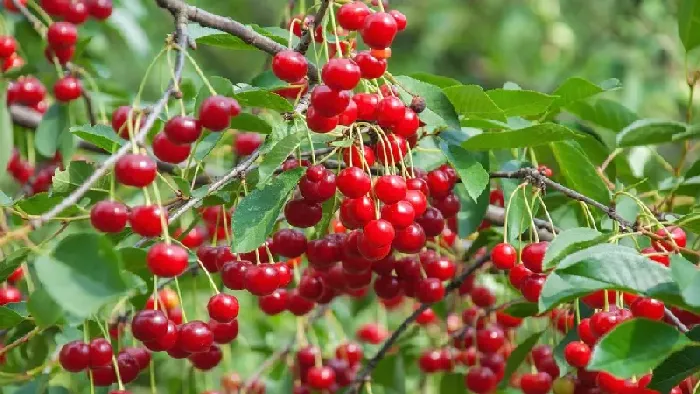 樱桃花多果少，是什么原因造成的？ | 植物问答