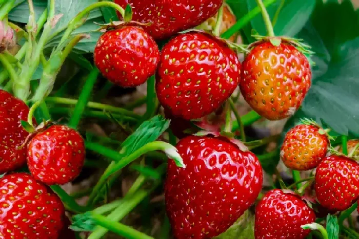 秋季应咋种植草莓才能高产？ | 植物问答