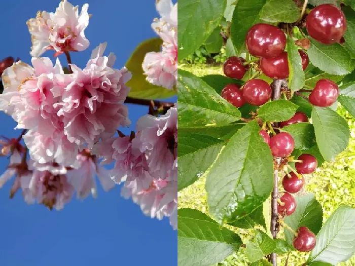 车厘子树和樱桃树叶子辨别 | 植物问答