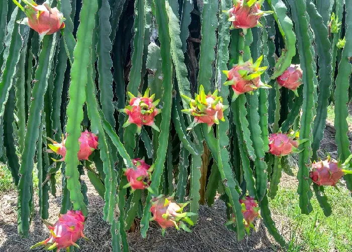 火龙果出现根螨怎么办 | 植物问答