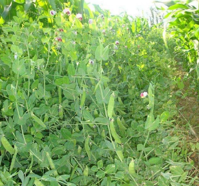 蔬菜缺镁怎么办？ | 植物问答