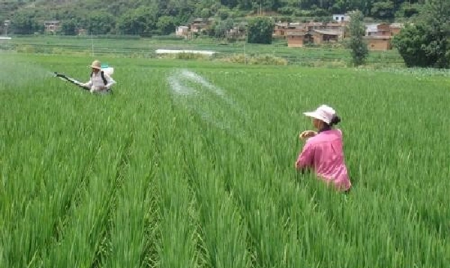 氮素的营养功能是什么？ | 植物问答