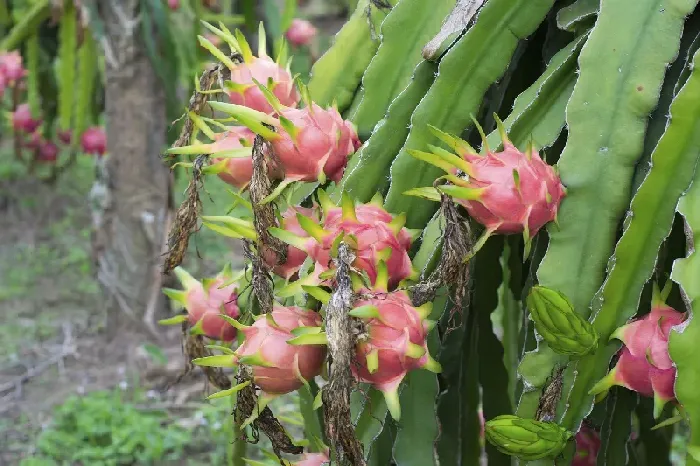 阳台火龙果种植方法 | 植物问答