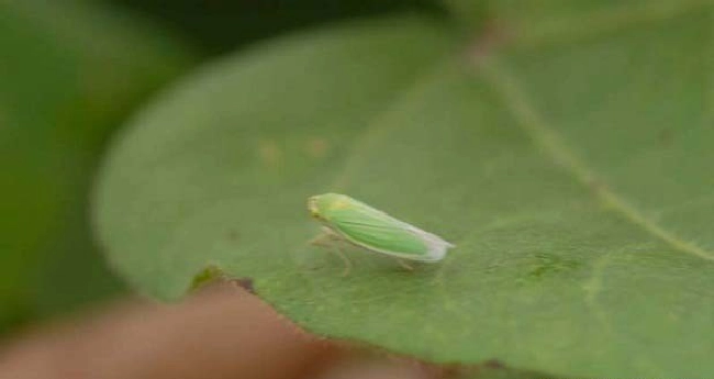 大青叶蝉为害果树的防治方法 | 植物问答