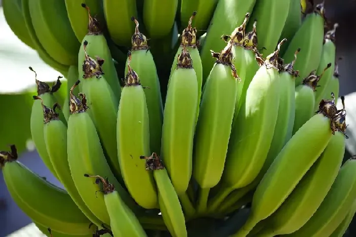 有人说香蕉树不是树，是怎么回事？ | 植物问答