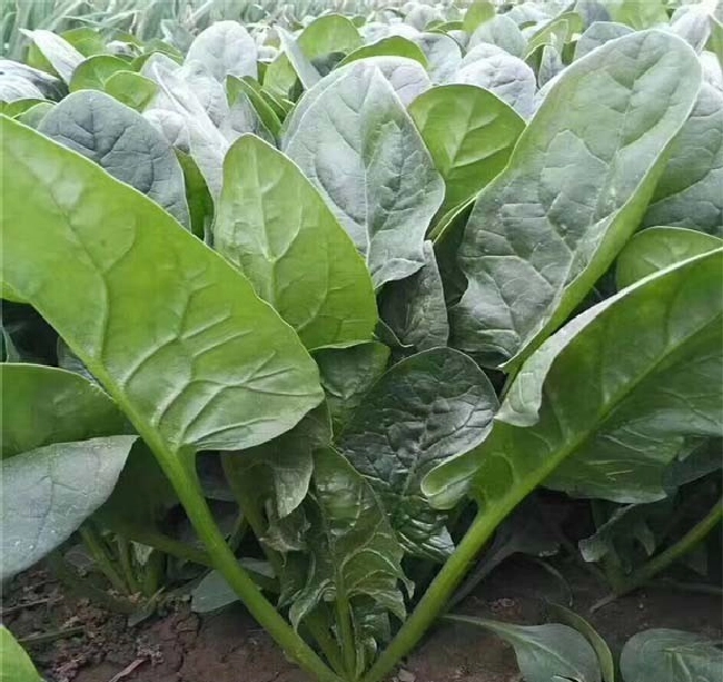 蔬菜缺乏氮肥的表现？ | 植物问答