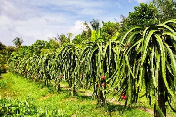 北方能种植枇杷和火龙果吗？ | 植物问答