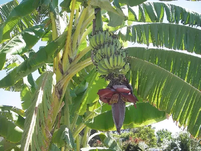 香蕉从开花到采收一般要多长时间？ | 植物问答