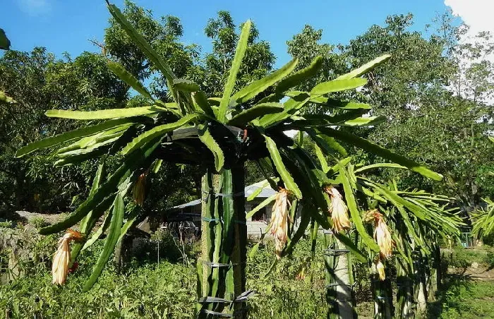 火龙果如何增甜变大？ | 植物问答