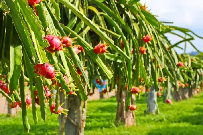 请问种植火龙果要施肥吗？ | 植物问答