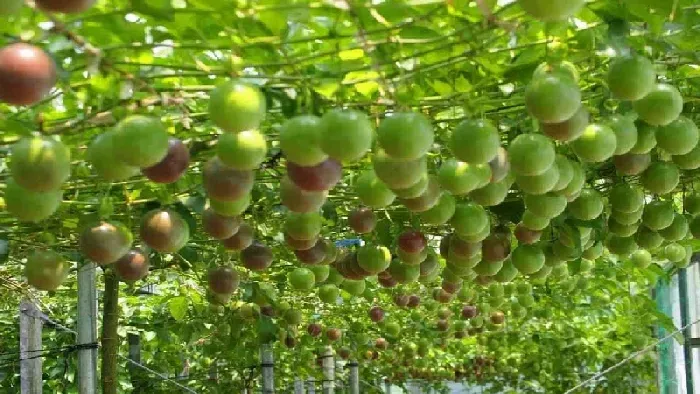 百香果什么时候换盆好，换盆要注意什么 | 植物问答