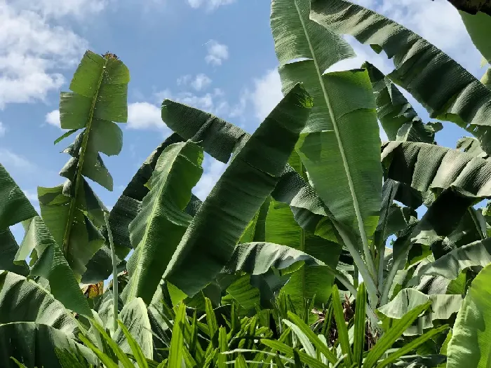 香蕉黄叶病的解决办法 | 植物问答