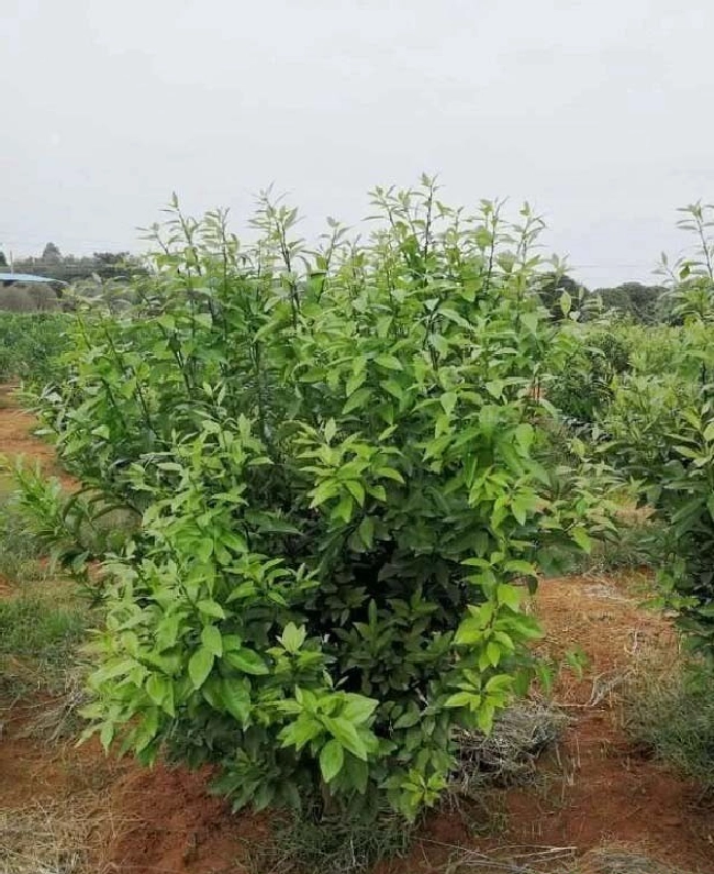 什么是作物营养失调？ | 植物问答