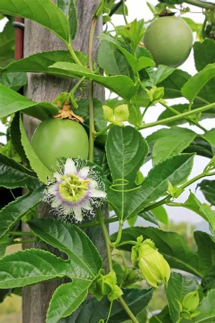 百香果用什么肥好，百香果结果后用什么肥？ | 植物问答