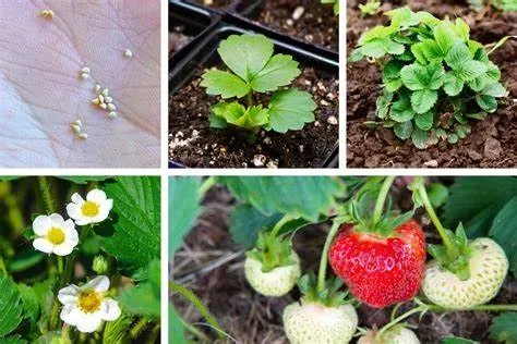 草莓几月份施肥好？ | 植物问答