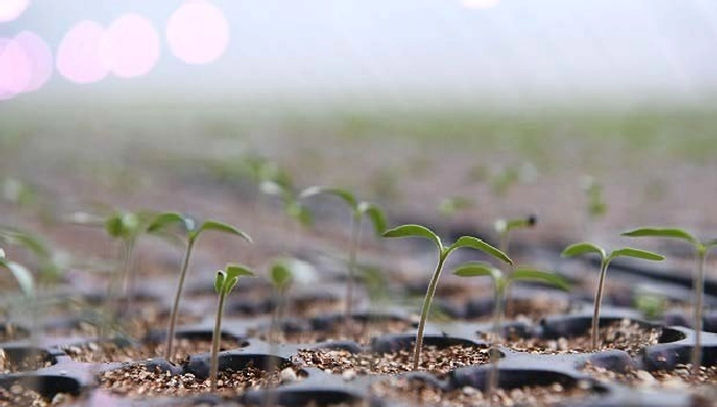 什么是工厂化育苗？ | 植物问答