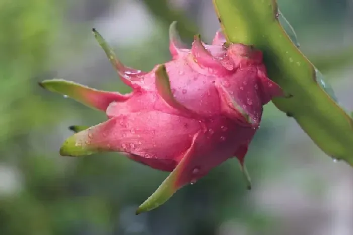 剑花和火龙果是同一种植物吗？ | 植物问答