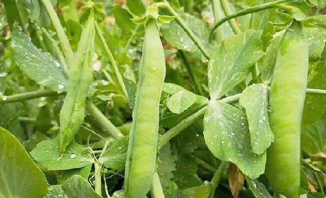 蔬菜缺镁怎么办？ | 植物问答