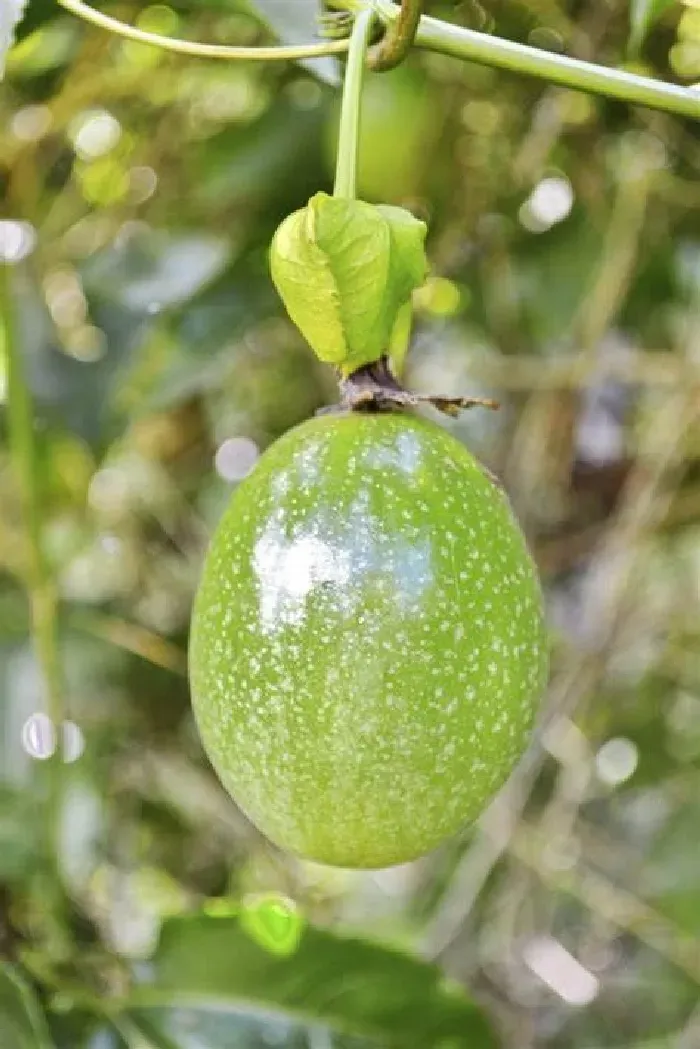 哪些方法可以促进百香果早熟？ | 植物问答