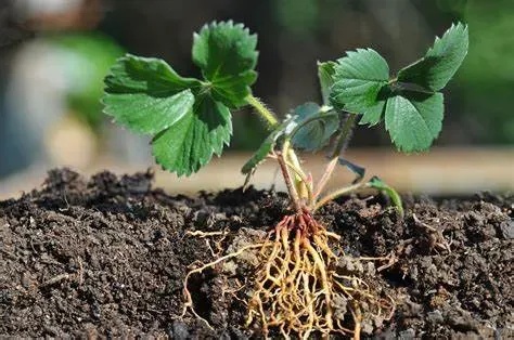 草莓的生长过程？ | 植物问答