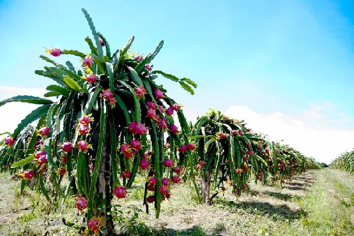 绿色有机火龙果如何施肥？ | 植物问答