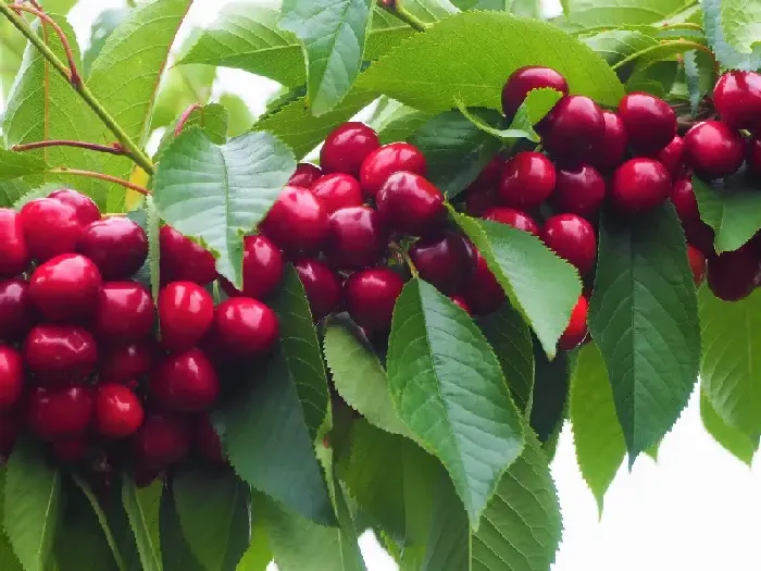 樱桃和车厘子有什么不同？ | 植物问答