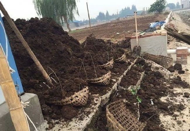 什么是厩肥土？ | 植物问答