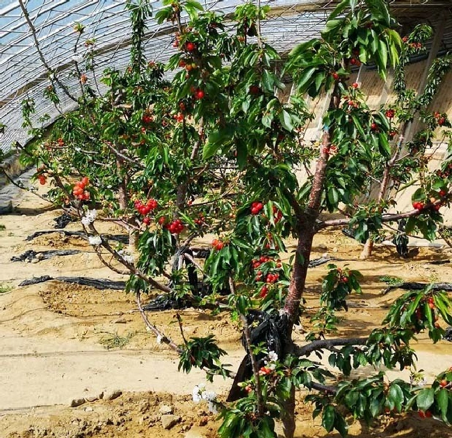 温室大棚如何调控光照？ | 植物问答