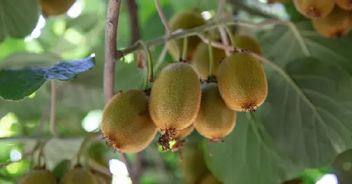 猕猴桃可以施尿素吗？ | 植物问答