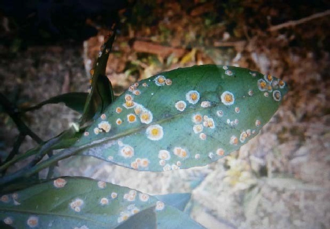 蚧壳虫为害特点与防治方法 | 植物问答