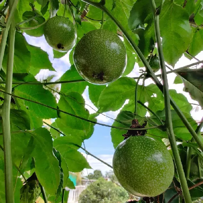 百香果成长对环境条件的要求 | 植物问答