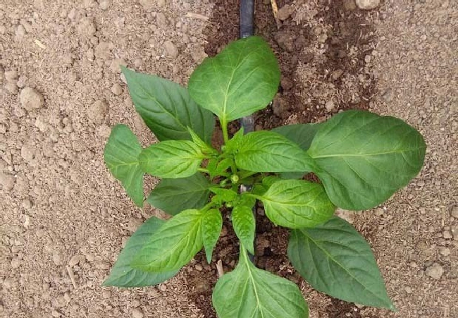 什么叫蹲苗？ | 植物问答