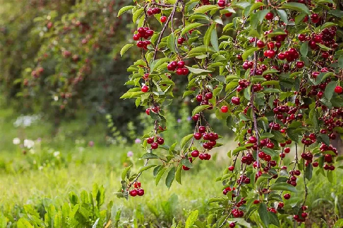 樱桃树主要病虫害有什么？ | 植物问答